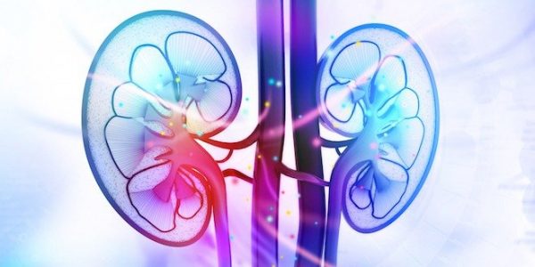 Human kidney cross section diabetic kidney disease