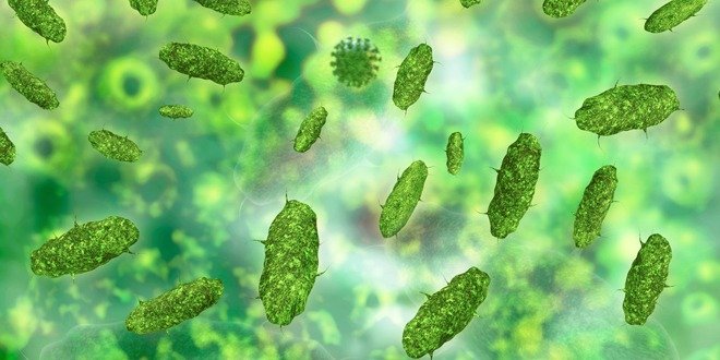 gut bacteria