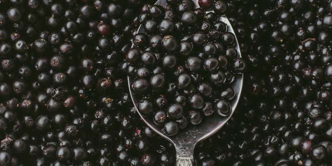 Top view of Elderberry or Sambucus Nigra in spoon on background of many row organic dark berries berries