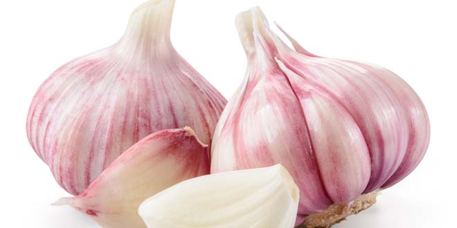 Garlic closeup isolated on white background. With clipping path. garlic