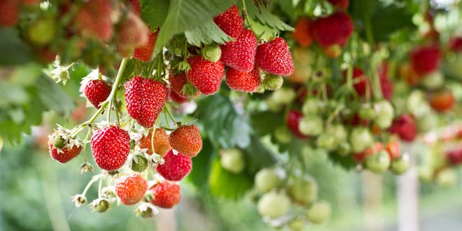 stawberries