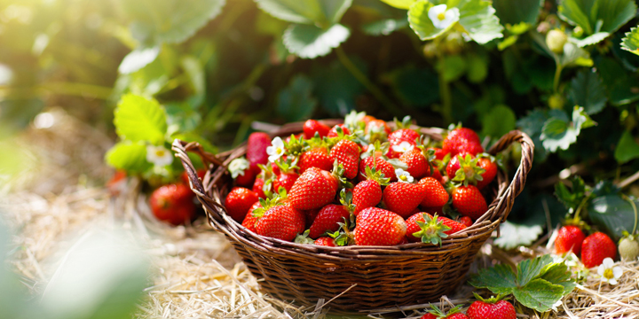 Strawberry field on fruit farm. Berry in basket.