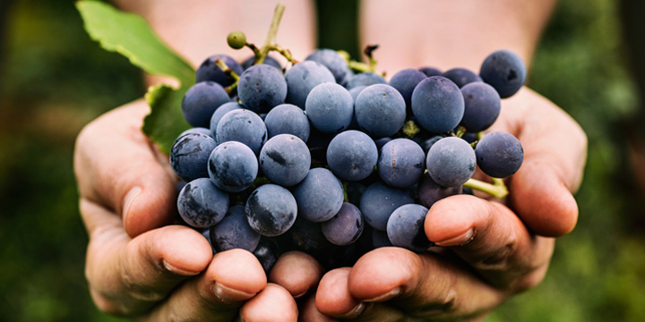 Grapes harvest blueberries