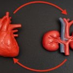 Heart and Kidney connection