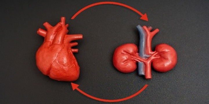 Heart and Kidney Health Connection: What You Need to Know