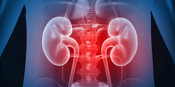 Kidneys