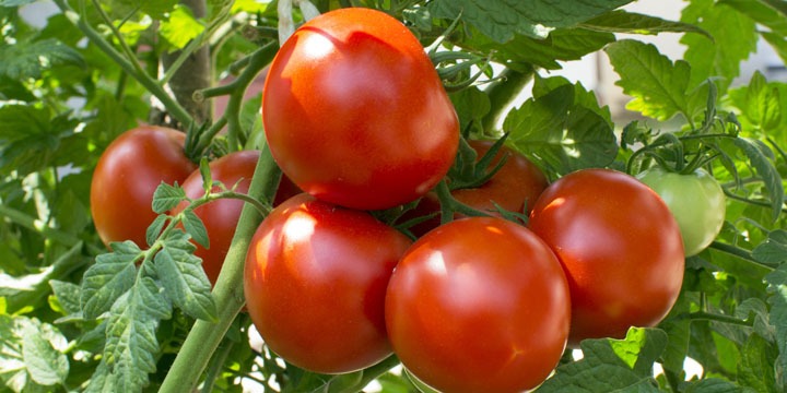Are tomatoes good for blood sugar?
