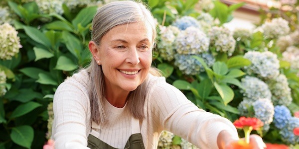Senior woman pruning zinnia flowers with secateurs in garden